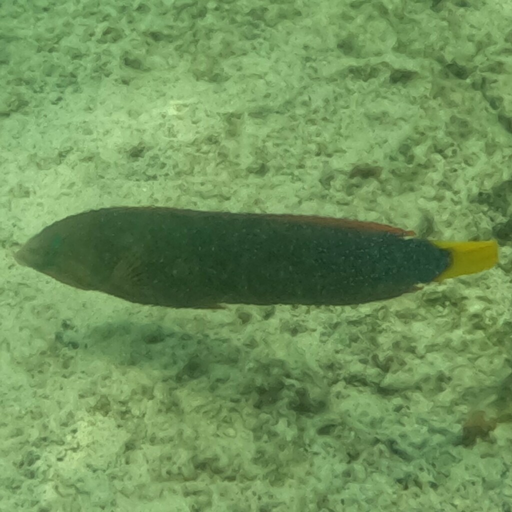 African Clown Wrasse
