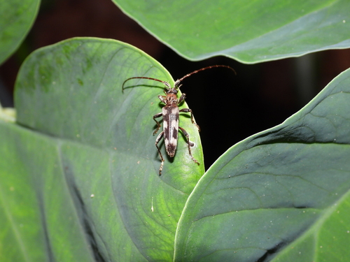 Elytrimitatrix trifasciata