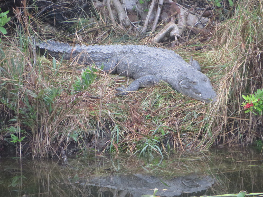 American crocodile lying on a grassy bank beside still water in Miami-Dade County, Florida