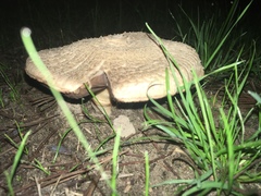 Pseudochitonia