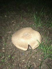 Pseudochitonia