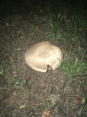 Pseudochitonia