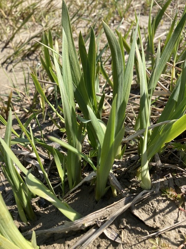 Beach-head Iris