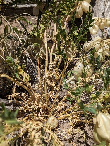 Image of Astragalus allochrous by (c) Logan J.L. Bradley, some rights reserved (CC BY)