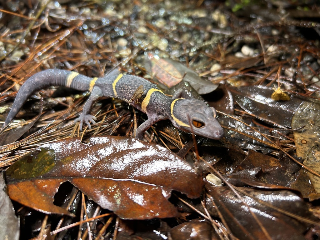 Lichtenfelder's Gecko