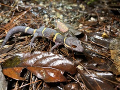 Lichtenfelder's Gecko photo 1