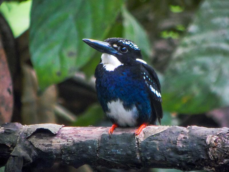 Southern Silvery-Kingfisher (Ceyx argentatus) photo