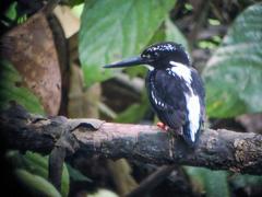 Southern Silvery Kingfisher photo 3