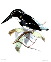 Southern Silvery Kingfisher photo 4