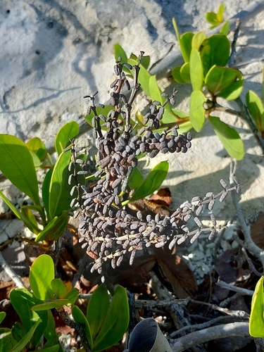 Euphorbia inaguaensis
