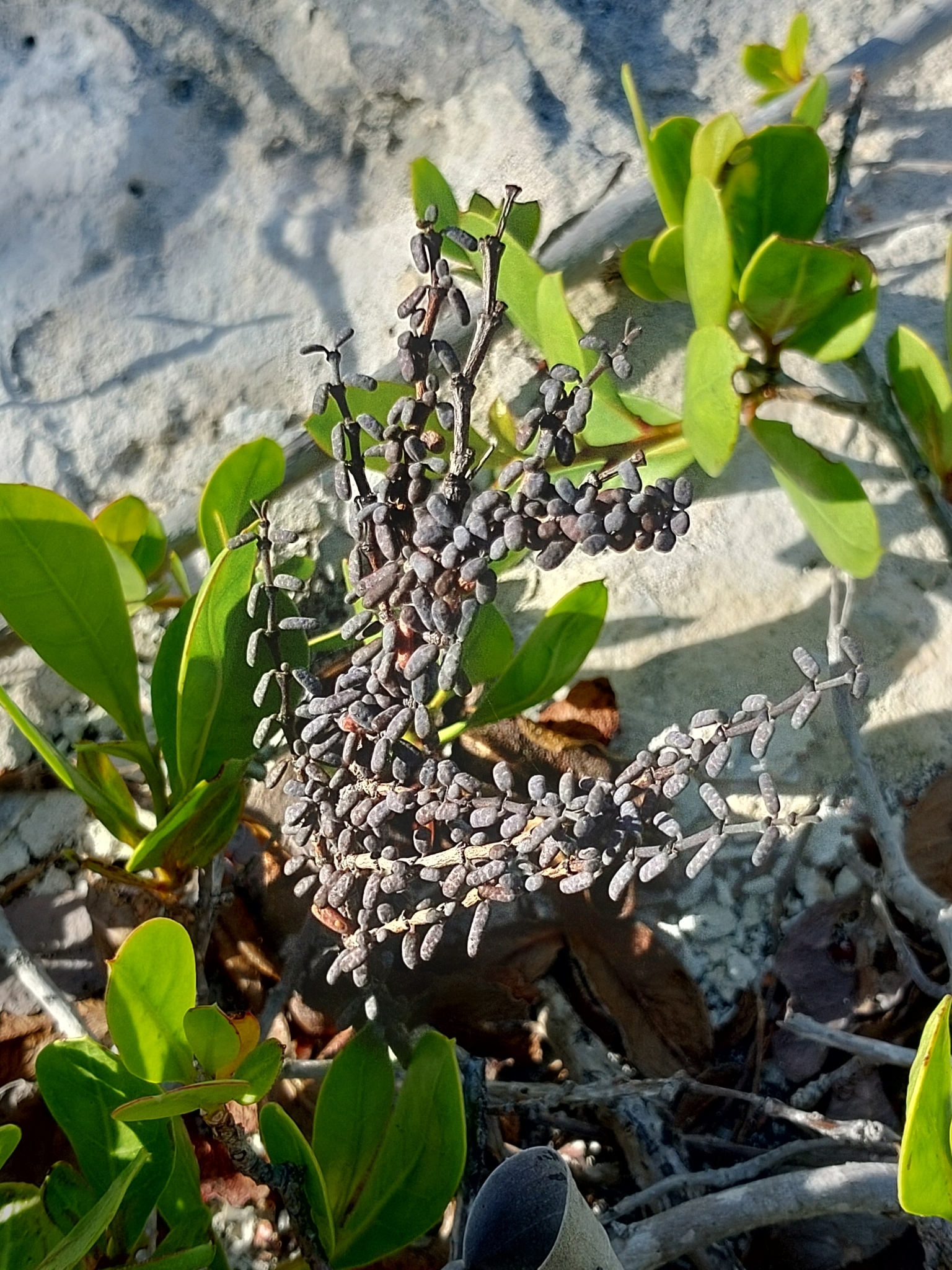 Euphorbia inaguaensis