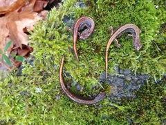 Plethodon larselli