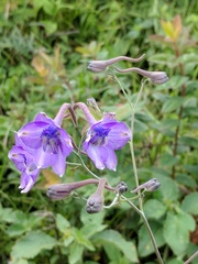 Delphinium