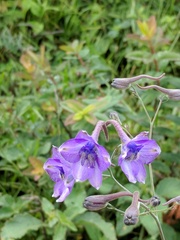 Delphinium