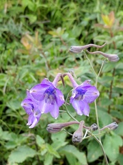 Delphinium