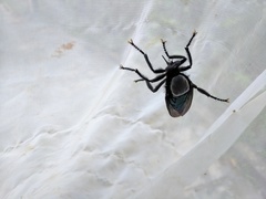 Microstylum oberthurii