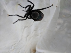 Microstylum oberthurii