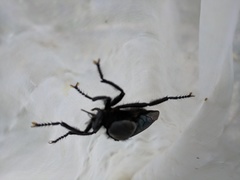 Microstylum oberthurii