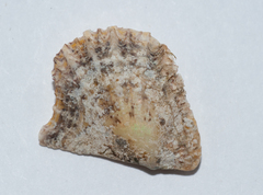 Pinctada imbricata