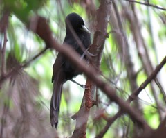 Amblycercus holosericeus