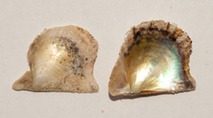 Pinctada imbricata
