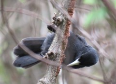 Amblycercus holosericeus