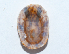 Lottia antillarum