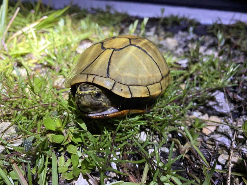 Striped Mud Turtle in June 2023 by reptileryan · iNaturalist