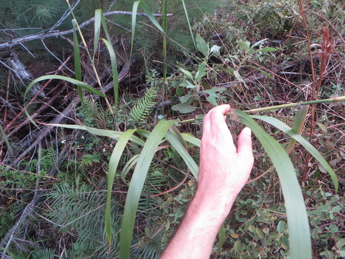 Image of Neyraudia reynaudiana by (c) Ben Machado, some rights reserved (CC BY)
