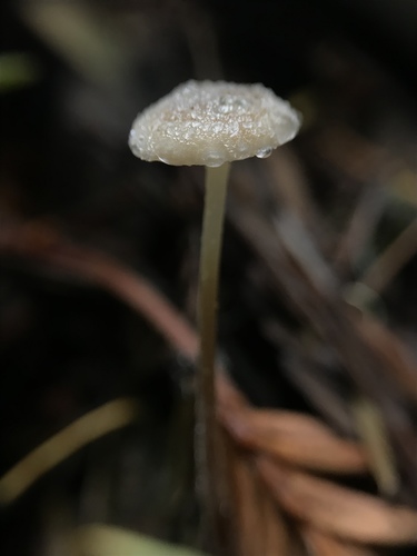 Rhizomarasmius undatus image