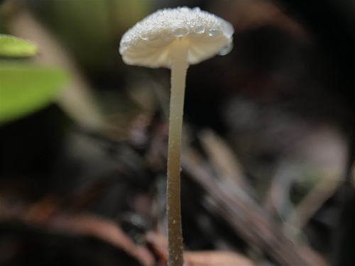 Rhizomarasmius undatus image