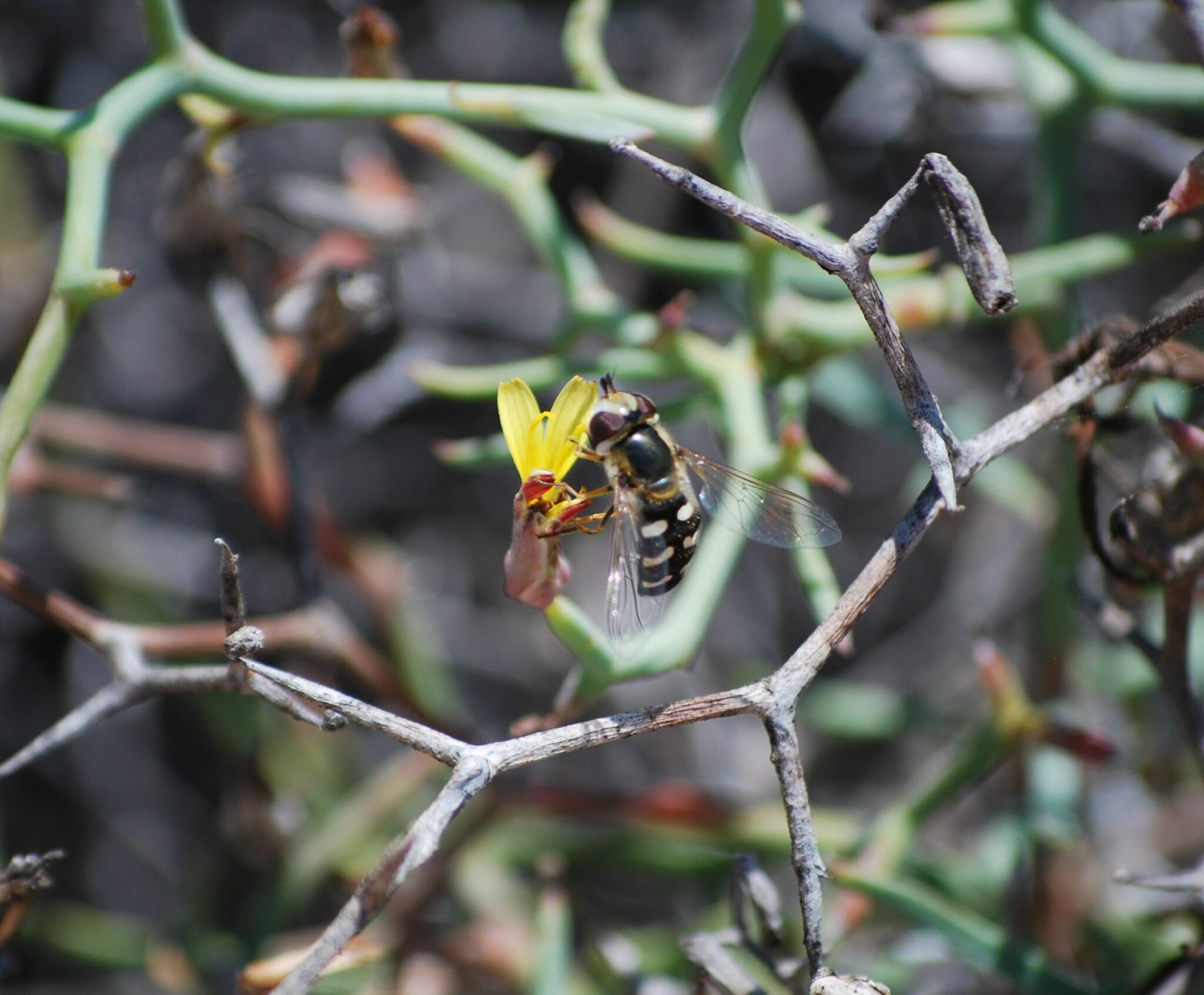 Scaeva pyrastri