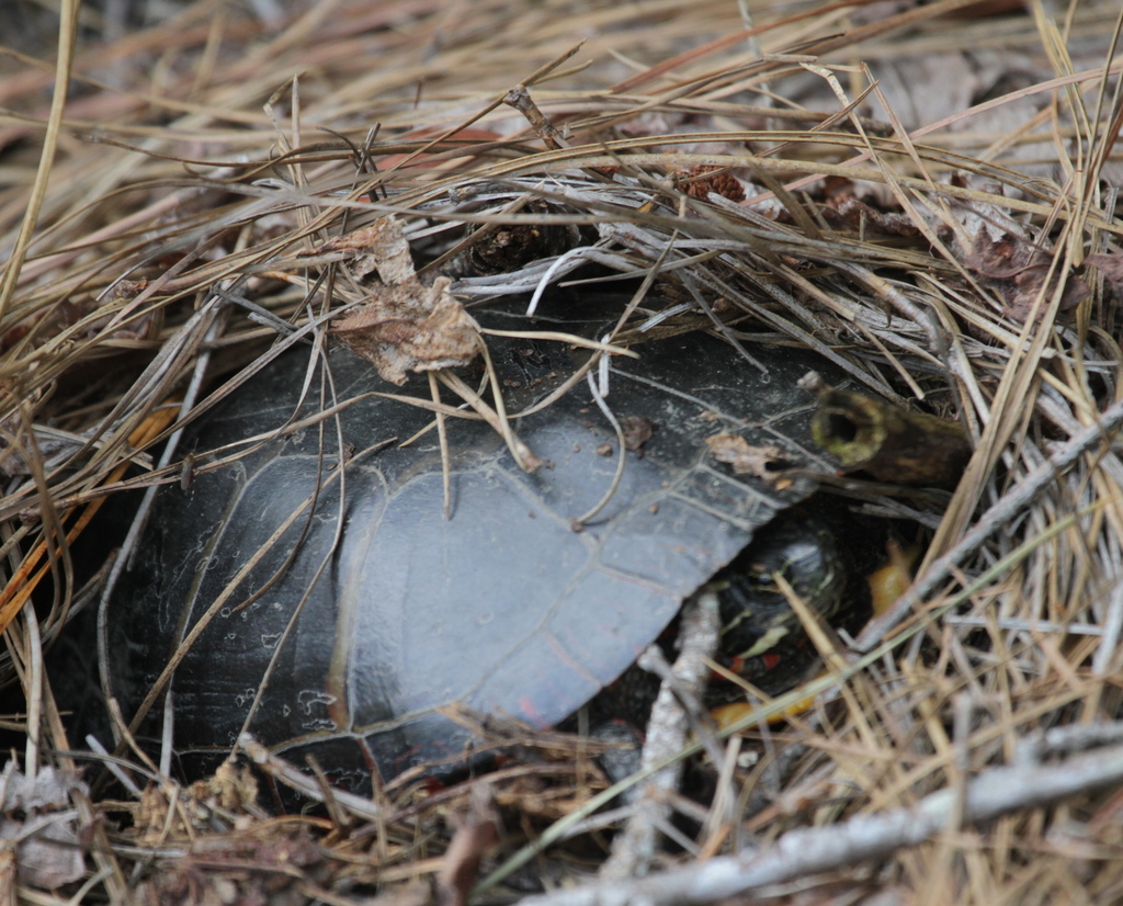 Painted Turtle In June 2023 By Jugbayjs INaturalist   Large 