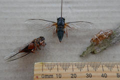 Birrima castanea