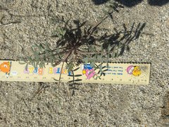 Astragalus insularis harwoodii