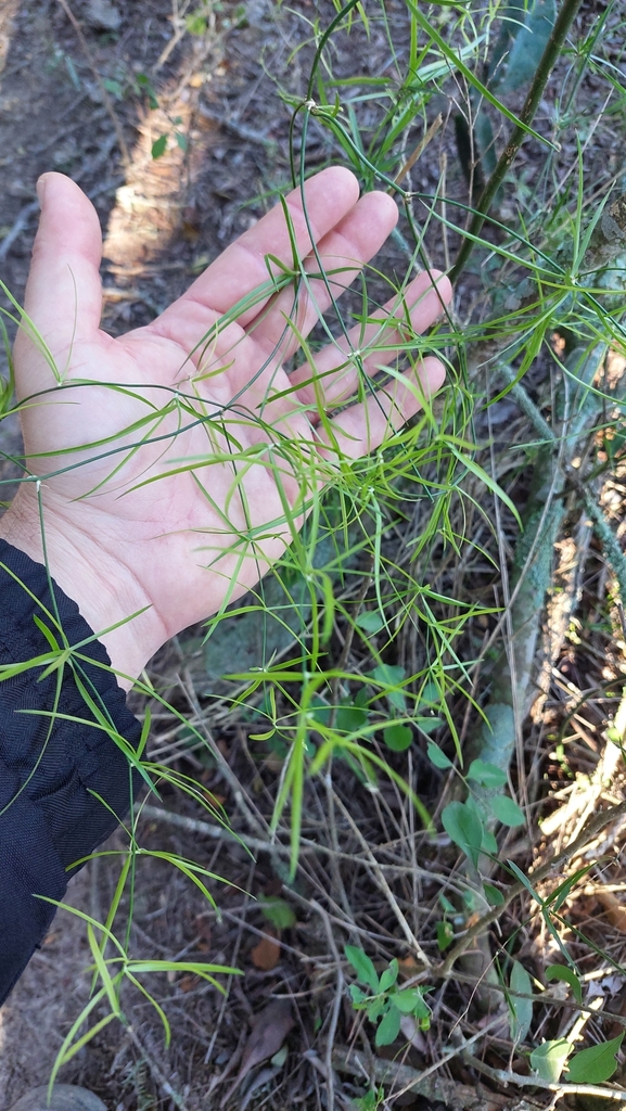 Herreria bonplandii