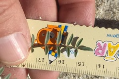 Astragalus insularis harwoodii