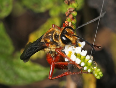 Sphex jamaicensis