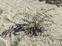 Astragalus insularis harwoodii