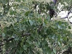 Pseudosmodingium perniciosum