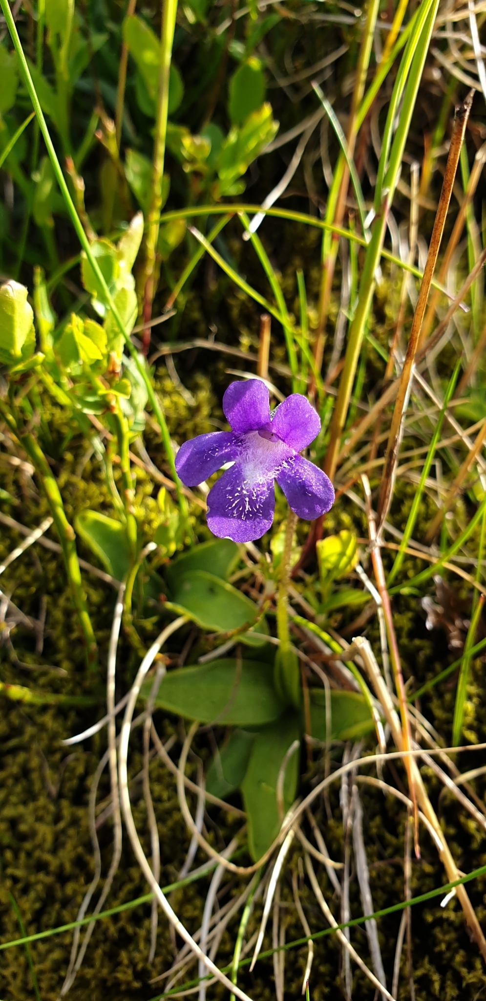 Pinguicula christinae Peruzzi & Gestri