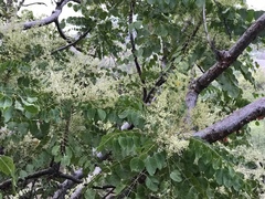 Pseudosmodingium perniciosum