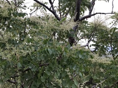 Pseudosmodingium perniciosum