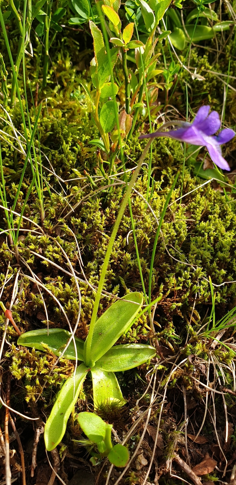 Pinguicula christinae Peruzzi & Gestri 4