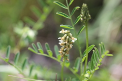 Astragalus micranthus