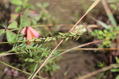 Astragalus micranthus