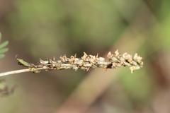 Astragalus micranthus