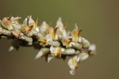 Astragalus micranthus