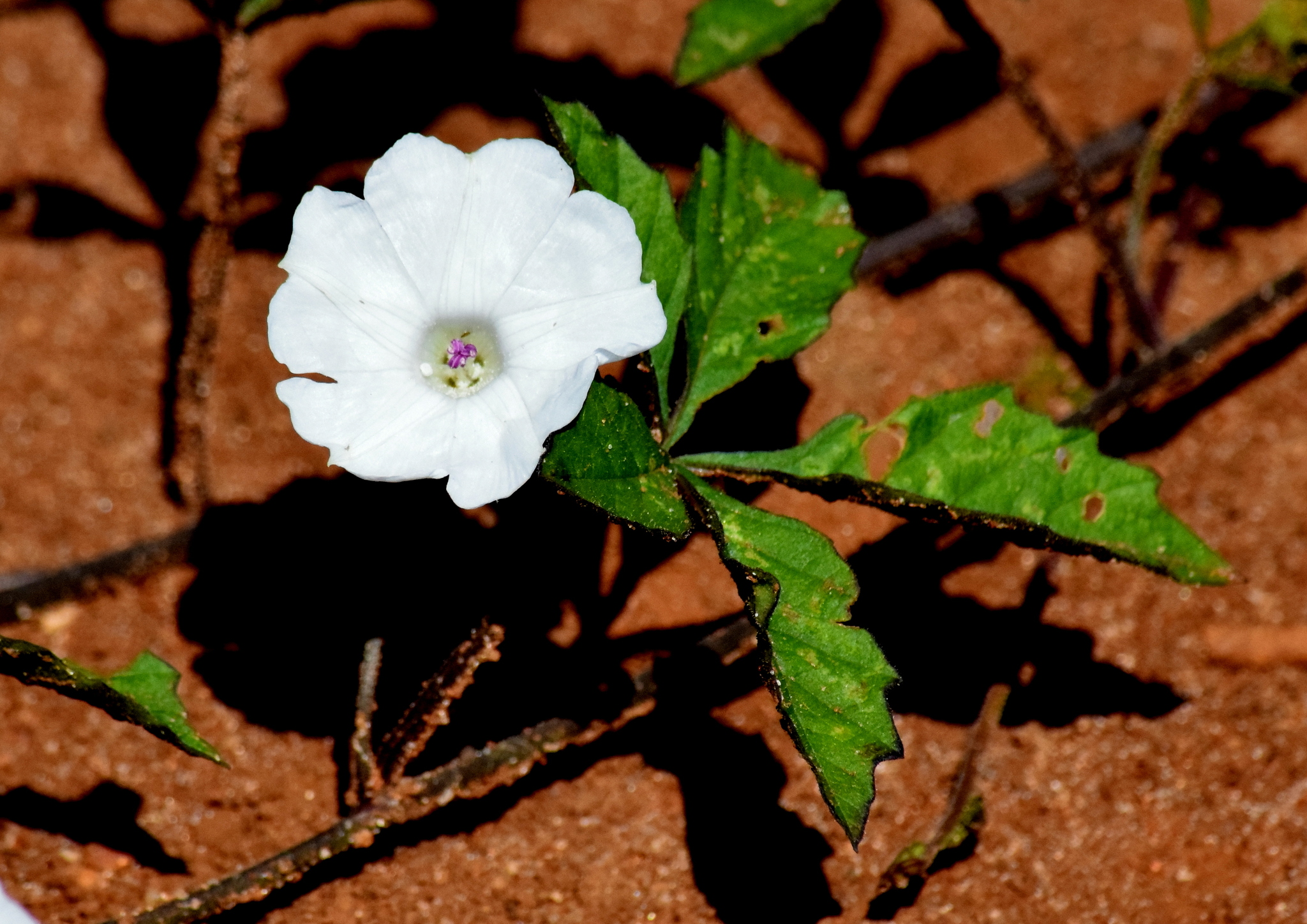 Distimake cissoides