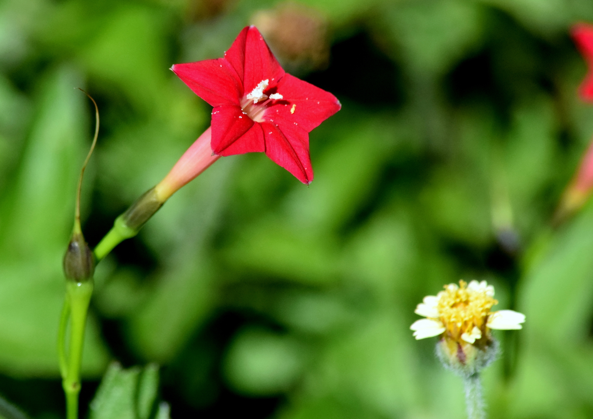 Ipomoea quamoclit